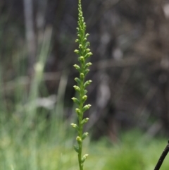 Microtis sp. aff. unifolia at Tennent, ACT - suppressed