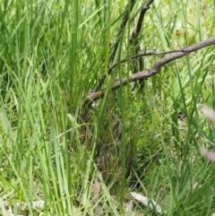Microtis sp. aff. unifolia at Tennent, ACT - suppressed