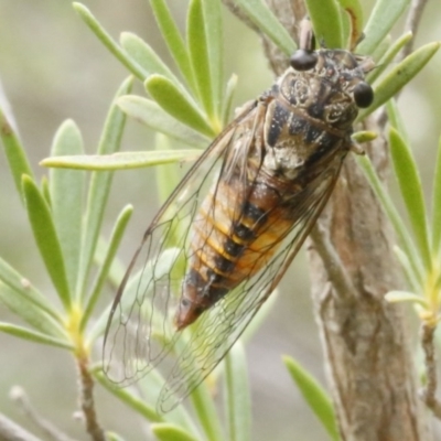 Yoyetta celis (Silver Princess Cicada) at O'Connor, ACT - 29 Dec 2016 by ibaird