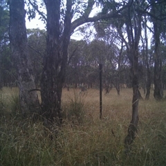 Unidentified at Mulligans Flat - 28 Dec 2016 by MulligansFlat1