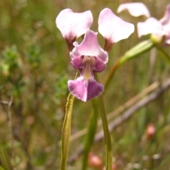 Diuris dendrobioides (Late Mauve Doubletail) by MatthewFrawley