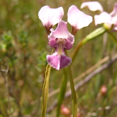 Diuris dendrobioides (Late Mauve Doubletail) at Kambah, ACT - 24 Nov 2010 by MatthewFrawley