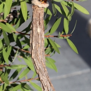 Metura elongatus at Kambah, ACT - 22 May 2016