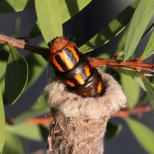 Metura elongatus at Kambah, ACT - 22 May 2016