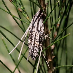 Psychidae (family) IMMATURE at Paddys River, ACT - 26 Mar 2016