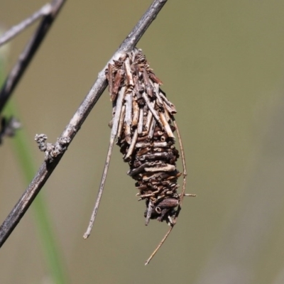 Oiketicus sp. (genus) (A case moth) at Greenway, ACT - 27 Dec 2015 by HarveyPerkins