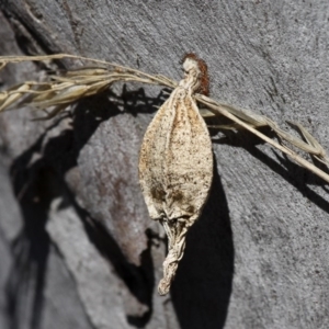 Hyalarcta nigrescens at Carwoola, NSW - 14 Aug 2015