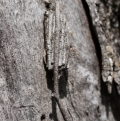 Clania ignobilis (Faggot Case Moth) at Majura, ACT - 26 Sep 2014 by HarveyPerkins