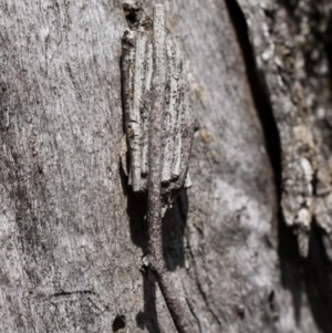 Clania ignobilis at Mount Ainslie - 26 Sep 2014