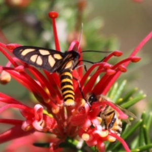 Amata (genus) at Stromlo, ACT - 27 Oct 2013