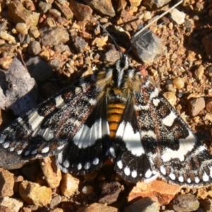 Apina callisto at Deakin, ACT - 10 Apr 2010