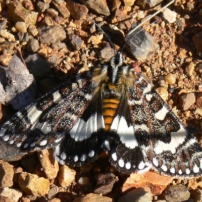 Apina callisto (Pasture Day Moth) at Deakin, ACT - 10 Apr 2010 by HarveyPerkins
