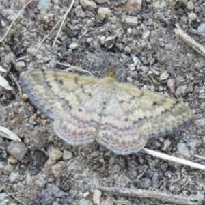 Scopula rubraria at Kambah, ACT - 2 Apr 2009