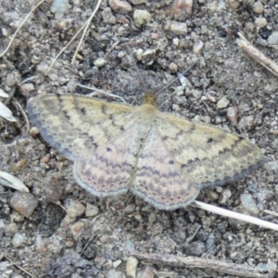 Scopula rubraria (Reddish Wave, Plantain Moth) at Kambah, ACT - 2 Apr 2009 by HarveyPerkins