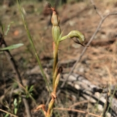 Oligochaetochilus hamatus (Southern Hooked Rustyhood) at Mt Majura Mini Summit - 30 Dec 2016 by AaronClausen