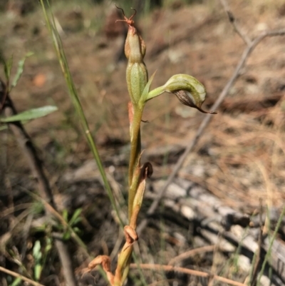 Oligochaetochilus hamatus (Southern Hooked Rustyhood) at Mt Majura Mini Summit - 30 Dec 2016 by AaronClausen