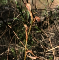 Oligochaetochilus hamatus at Mt Majura Mini Summit - 30 Dec 2016