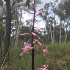 Dipodium roseum at Canberra Central, ACT - 30 Dec 2016