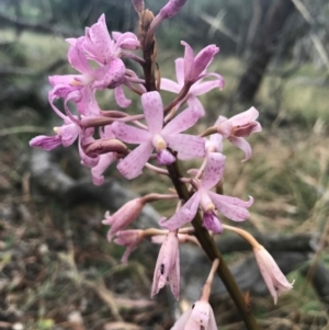 Dipodium roseum at Canberra Central, ACT - 30 Dec 2016