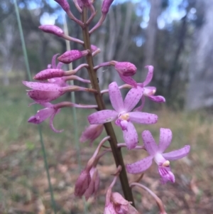 Dipodium roseum at Canberra Central, ACT - 30 Dec 2016