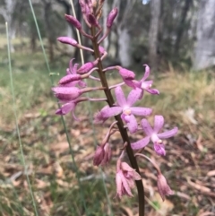 Dipodium roseum at Canberra Central, ACT - 30 Dec 2016