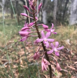 Dipodium roseum at Canberra Central, ACT - 30 Dec 2016