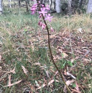 Dipodium roseum at Canberra Central, ACT - 30 Dec 2016