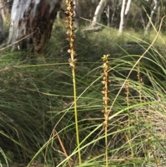 Microtis sp. (Onion Orchid) at Majura, ACT - 30 Dec 2016 by AaronClausen