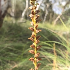 Microtis sp. at Majura, ACT - suppressed