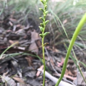 Microtis sp. at Majura, ACT - suppressed