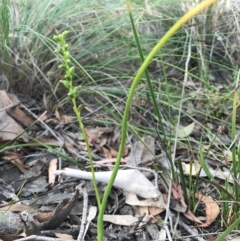 Microtis sp. at Majura, ACT - suppressed