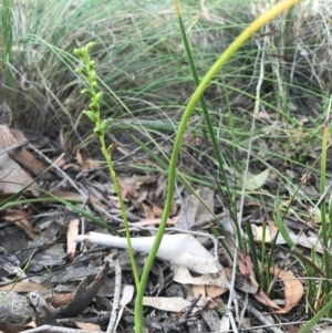 Microtis sp. at Majura, ACT - suppressed