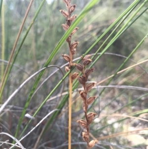 Microtis sp. at Majura, ACT - suppressed