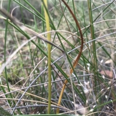 Microtis sp. at Majura, ACT - suppressed