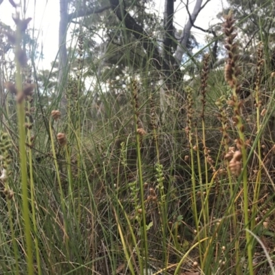 Microtis sp. (Onion Orchid) at Canberra Central, ACT - 30 Dec 2016 by AaronClausen