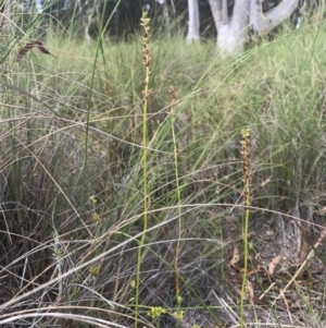 Microtis sp. at Canberra Central, ACT - 30 Dec 2016