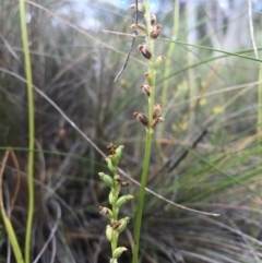 Microtis sp. at Canberra Central, ACT - 30 Dec 2016