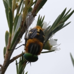 Scaptia patula (March fly) at O'Connor, ACT - 29 Dec 2016 by ibaird