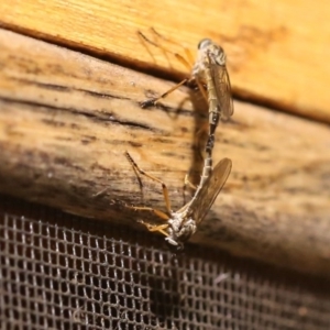 Cerdistus sp. (genus) at O'Connor, ACT - 28 Dec 2016