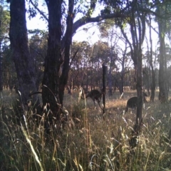 Macropus giganteus (Eastern Grey Kangaroo) at Gungahlin, ACT - 29 Dec 2016 by MulligansFlat1