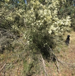 Bursaria spinosa at Bungendore, NSW - 31 Dec 2016 11:15 AM