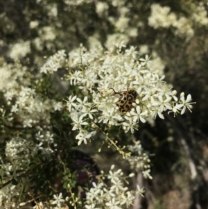 Bursaria spinosa at Bungendore, NSW - 31 Dec 2016 11:15 AM