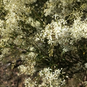 Bursaria spinosa at Bungendore, NSW - 31 Dec 2016 11:15 AM