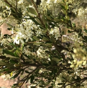 Bursaria spinosa at Bungendore, NSW - 31 Dec 2016 11:15 AM