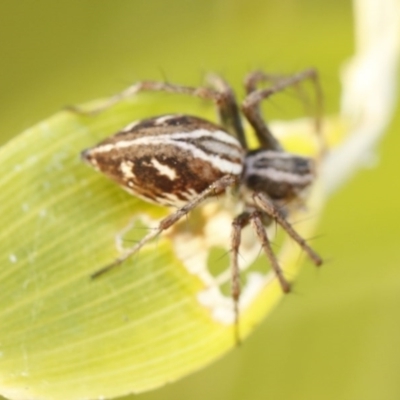 Oxyopes (genus) (Lynx spider) at O'Connor, ACT - 3 Dec 2016 by ibaird