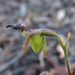 Caleana minor (Small Duck Orchid) at Aranda, ACT - 31 Dec 2016 by CathB
