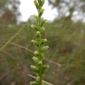 Microtis parviflora at Belconnen, ACT - 19 Dec 2016