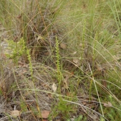 Microtis parviflora at Belconnen, ACT - 19 Dec 2016