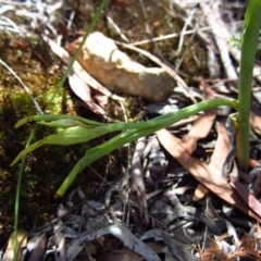 Calochilus platychilus (Purple Beard Orchid) at Cook, ACT - 9 Dec 2016 by CathB