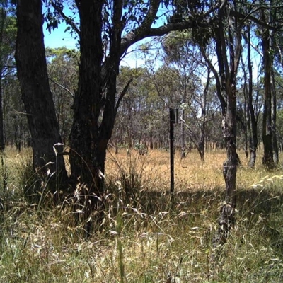 Unidentified at Mulligans Flat - 30 Dec 2016 by MulligansFlat1